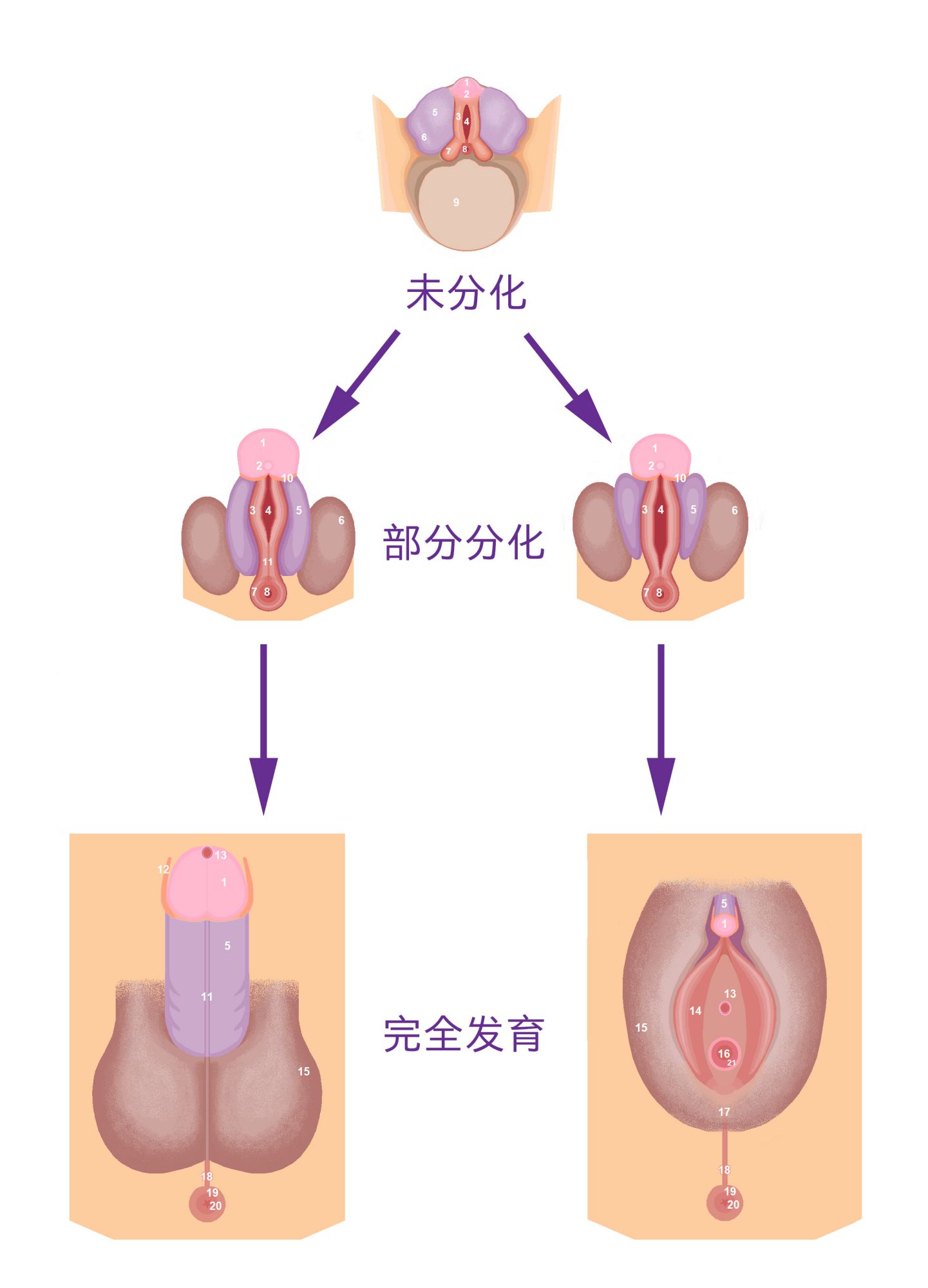 图 15， 人类的外生殖器在胚胎时期，一开始看起来没有区别。经过分化后才可以区分。