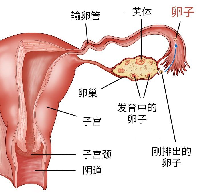 图 7，单侧的卵巢示意图