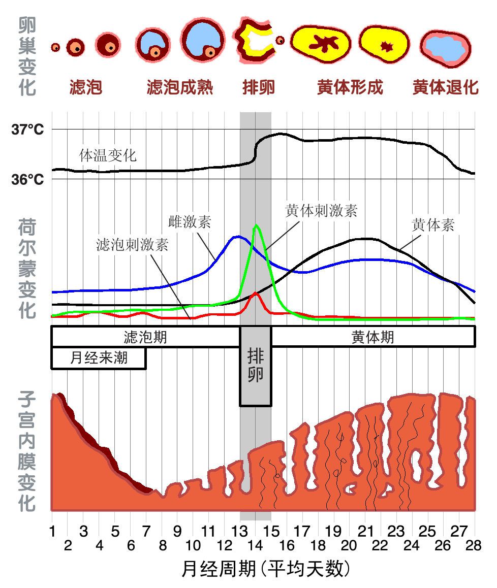 图 8，月经周期