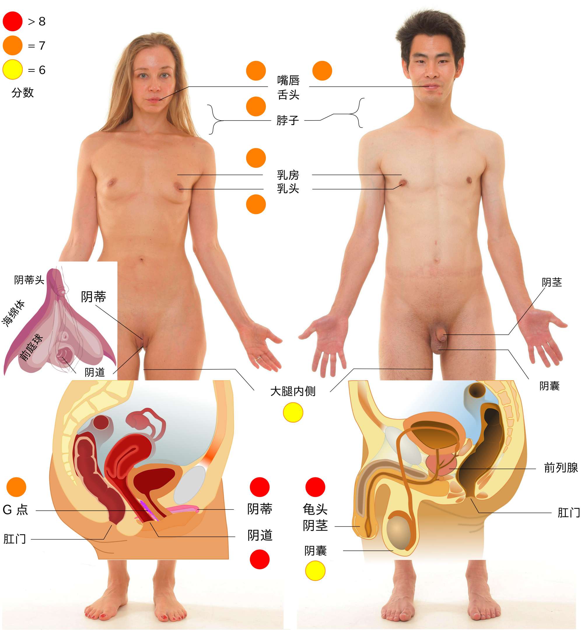 人体的主要性感带。详细说明请参考下文。